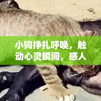 小狗挣扎呼唤，触动心灵瞬间，感人至深！