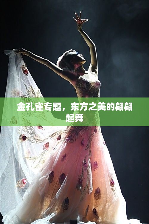 金孔雀专题，东方之美的翩翩起舞