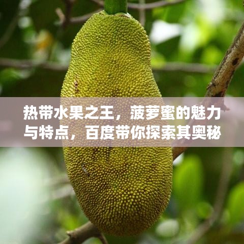 热带水果之王，菠萝蜜的魅力与特点，百度带你探索其奥秘！