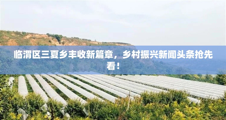 临渭区三夏乡丰收新篇章，乡村振兴新闻头条抢先看！