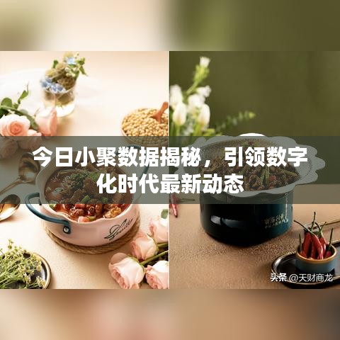 今日小聚数据揭秘，引领数字化时代最新动态