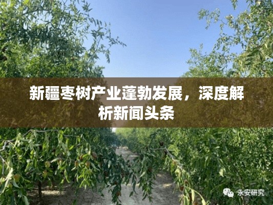 新疆枣树产业蓬勃发展，深度解析新闻头条